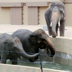 　大阪市の天王寺動物園で一般公開が始まった３頭のアジアゾウ＝２１日午前