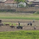 　北朝鮮北西部・新義州で農作業をする人たち＝２０２４年５月、中国・丹東から撮影（共同）