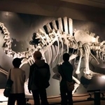 　福岡市博物館で始まった特別展「大恐竜展」で展示された骨格模型＝２４日午前