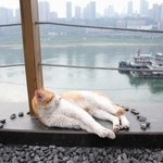 　保護猫が主役の「テーマパーク」でくつろぐ猫。奥は長江＝３月、中国重慶市（共同）