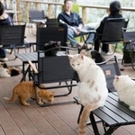 　保護猫が主役の「テーマパーク」で過ごす猫たち＝３月、中国重慶市（共同）