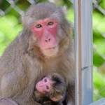 　母ザル「ハクセキ」に抱かれる赤ちゃんザル「ミラノ」（高崎山自然動物園提供）