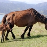 　宮崎県串間市の都井岬で寄り添う御崎馬の親子＝２０日