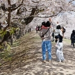 　五稜郭公園で花見を楽しむ人たち＝２５日午後、北海道函館市