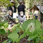 　福島県いわき市の群生地で開花し始めた「クマガイソウ」＝２６日