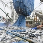 　銚子漁港で水揚げされたサンマ＝２０２５年９月、千葉県銚子市