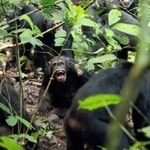 　中部の雄（中央）を取り囲んで襲う西部のチンパンジー＝２０１９年、ウガンダ・キバレ国立公園（アーロン・サンデル氏提供）