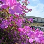 　見頃を迎えたＪＲ常磐線夜ノ森駅のツツジ＝２８日午前、福島県富岡町