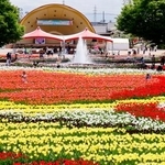 　色とりどりの花が咲く砺波チューリップ公園＝２８日午後、富山県砺波市