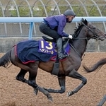 　天皇賞・春に向け、最終追い切りを行うヘデントール＝美浦トレーニングセンター