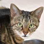 　岩手大の実験に参加した猫