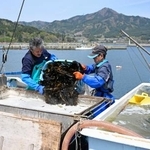 　大規模な山林火災による避難指示の大半が解除された岩手県大槌町で、収穫したワカメを加工する人たち＝３０日午前