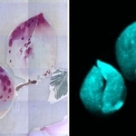 　伊藤若冲の絵巻物「果蔬図巻」に描かれたモモ（左）を「元素マッピング」した画像（奈良文化財研究所提供）