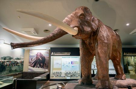 ナウマンゾウ、1万年早く絶滅か|全国海外|神戸新聞NEXT