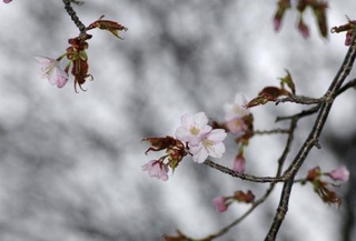 　北海道釧路市で開花したエゾヤマザクラ＝３日午後