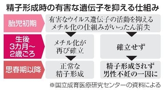 　精子形成時の有害な遺伝子を抑える仕組み