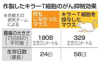 　作製したキラーＴ細胞のがん抑制効果