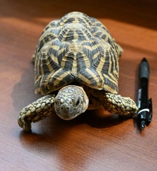 　拾得物として届けられた「インドホシガメ」とみられるカメ＝１３日午後、岐阜県警垂井署