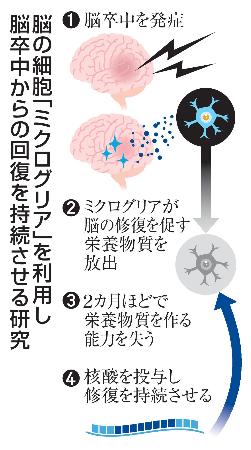 　脳の細胞「ミクログリア」を利用し脳卒中からの回復を持続させる研究