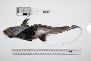 　オーストラリア北東部の「珊瑚海」で見つかったギンザメの仲間（Ｔｈｅ　Ｎｉｐｐｏｎ　Ｆｏｕｎｄａｔｉｏｎ-Ｎｅｋｔｏｎ　Ｏｃｅａｎ　Ｃｅｎｓｕｓ／ＣＳＩＲＯ提供）