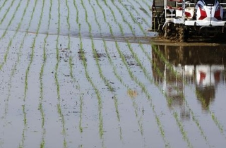 　水田に植え付けられたイネの苗＝新潟県三条市
