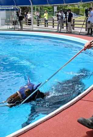 　福島県いわき市のＪＲＡ競走馬リハビリテーションセンターで泳ぐ馬＝２７日午後