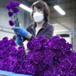 　青いカーネーションの出荷作業＝１日午前、千葉県芝山町