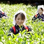 　新茶シーズンの訪れをＰＲする「八十八夜茶摘みの集い」＝２日午前、京都府宇治市