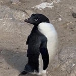 　背中にビデオカメラなどを装着したアデリーペンギン＝２０２５年１月、南極・デュモン・デュルビル基地周辺（国立極地研究所提供）