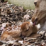 　奈良市の奈良公園で今年初めて確認されたシカの赤ちゃん＝３日（奈良の鹿愛護会提供）