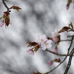 　北海道釧路市で開花したエゾヤマザクラ＝３日午後