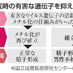 　精子形成時の有害な遺伝子を抑える仕組み