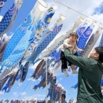 　東日本大震災で犠牲になった子どもたちへの鎮魂の思いや未来への希望を込め、掲げられた約５００匹の青いこいのぼり＝５日午後、宮城県東松島市