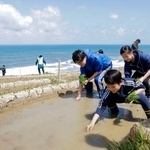　石川県輪島市の「白米千枚田」で田植えをする子どもたち＝９日午前