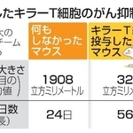 　作製したキラーＴ細胞のがん抑制効果
