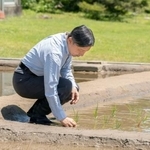 　皇居内の水田で田植えをされる天皇陛下＝１３日午前（宮内庁提供）