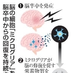　脳の細胞「ミクログリア」を利用し脳卒中からの回復を持続させる研究
