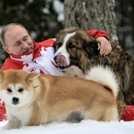 　モスクワ郊外の雪原でロシアのプーチン大統領と散歩する秋田犬「ゆめ」（手前）。右にいるのはブルガリア・シェパードの「バッフィー」＝２０１３年３月（タス＝共同）