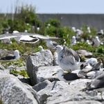 　福島県富岡町の富岡漁港にできたウミネコの繁殖地＝１５日午前