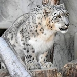 　死んだユキヒョウの「リアン」（名古屋市の東山動植物園提供）