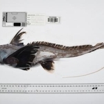 　オーストラリア北東部の「珊瑚海」で見つかったギンザメの仲間（Ｔｈｅ　Ｎｉｐｐｏｎ　Ｆｏｕｎｄａｔｉｏｎ-Ｎｅｋｔｏｎ　Ｏｃｅａｎ　Ｃｅｎｓｕｓ／ＣＳＩＲＯ提供）