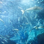 　「外洋大水槽」で泳ぐマイワシの大群（奥）などの魚たち＝１９日午後、福岡市のマリンワールド海の中道