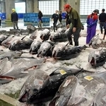 　境港に今季初めて水揚げされたクロマグロ＝２０日午前、鳥取県境港市