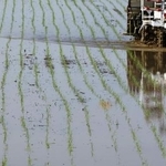 　水田に植え付けられたイネの苗＝新潟県三条市
