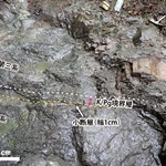 　北海道浦幌町で発見された、約６６００万年前に小惑星が衝突した影響を示す地層の一部（研究チーム提供）