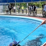 　福島県いわき市のＪＲＡ競走馬リハビリテーションセンターで泳ぐ馬＝２７日午後