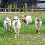 　千葉大のキャンパスで放し飼いされているヤギ＝１１日、千葉市