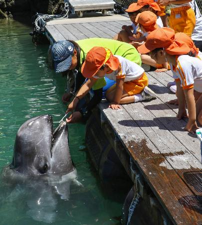 太地の博物館でクジラの歯磨き|全国海外|神戸新聞NEXT