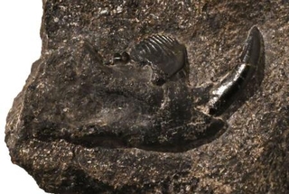 　コシキバータル・カシマエンシスの顎の化石＝２０２６年、鹿児島県薩摩川内市（同市提供）