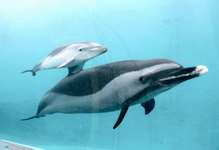マダライルカの赤ちゃん、公開|全国海外|神戸新聞NEXT
